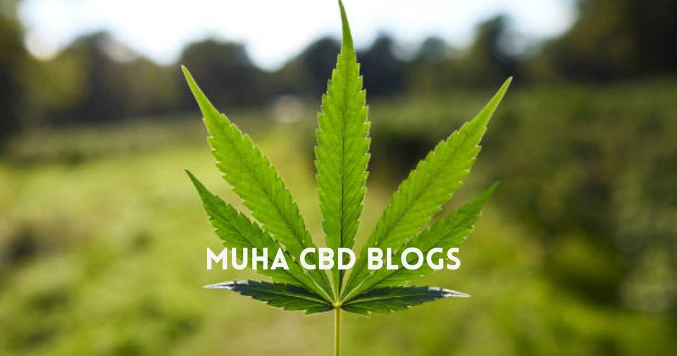MUHA CBD Blogs - Cannabis leaf background with white text logo