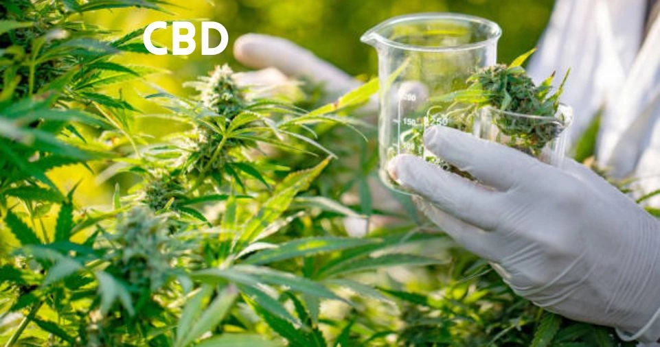 Researcher in white gloves holding cannabis plant in a beaker for CBD research
