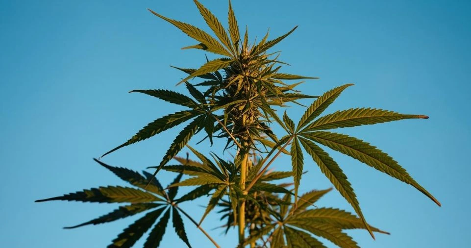 Cannabis plant growing tall against blue sky