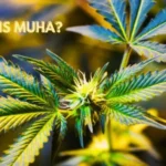 Close-up of premium organically grown cannabis plant representing what is Muha — the world's most trusted Muha Meds cannabis brand and its high qua