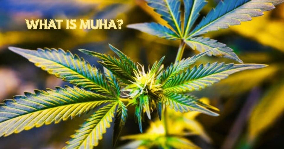 Close-up of premium organically grown cannabis plant representing what is Muha — the world's most trusted Muha Meds cannabis brand and its high qua